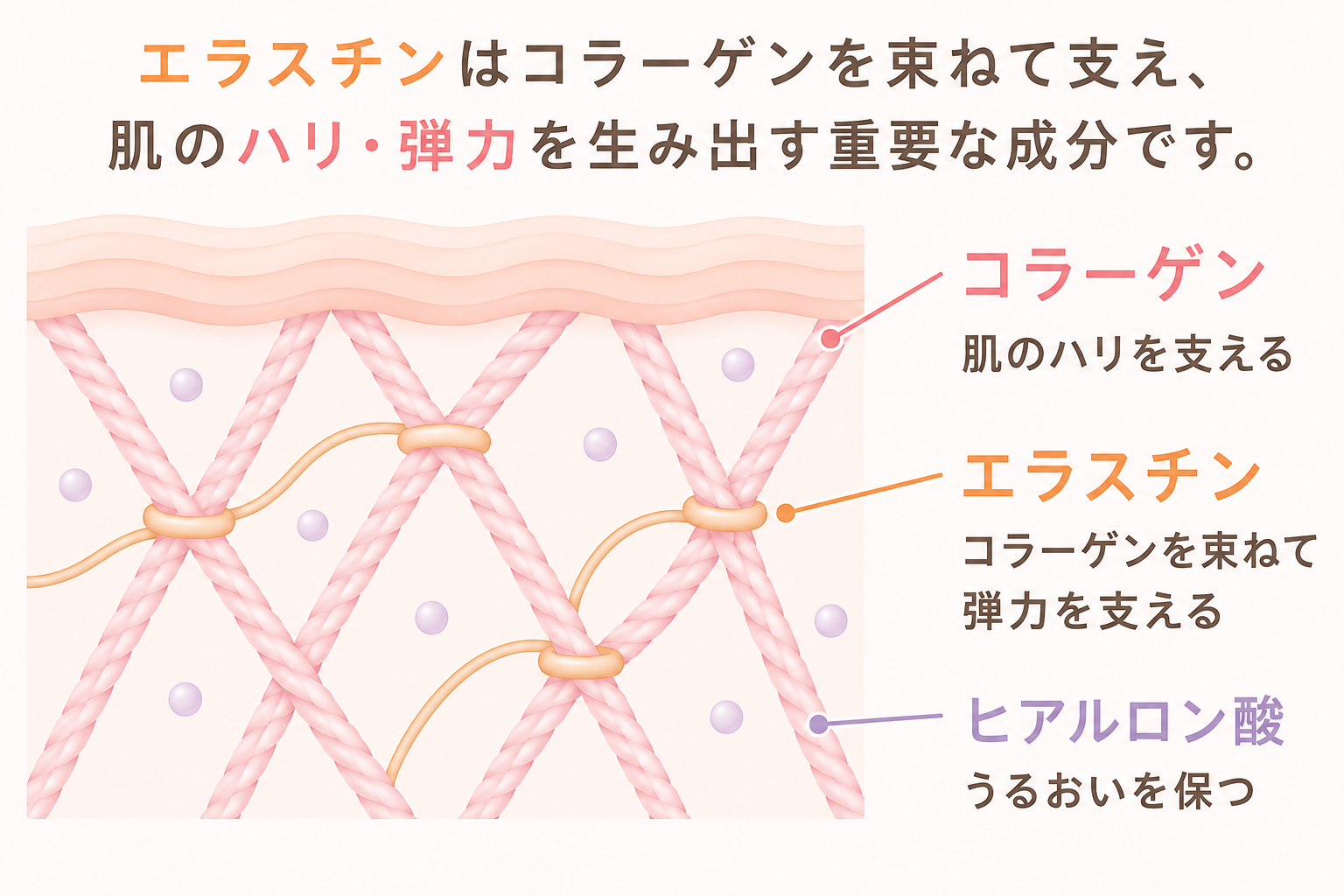 コラーゲン・エラスチン・ヒアルロン酸の働き